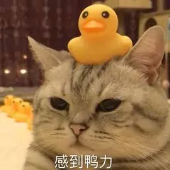 今年万名艺考生滑档